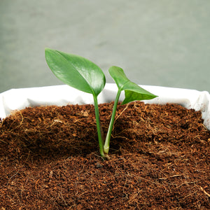 Compressed Coconut Coir Seed Starter for Potting Plants, Soil Block for Gardening (11 Pounds)